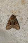 Oligia strigilis/versicolor
