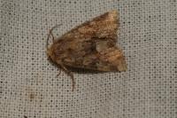 Oligia fasciuncula