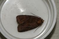 Rusina ferruginea