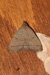Herminia tarsipennalis