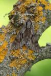 Hyloicus pinastri