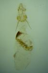 Epischnia prodromella