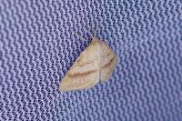 Aplasta ononaria