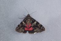 Catocala coniuncta