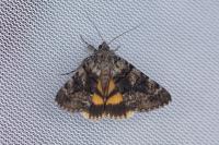 Catocala nymphagoga