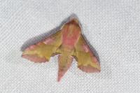 Deilephila porcellus