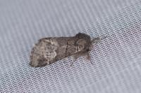 Drymonia querna