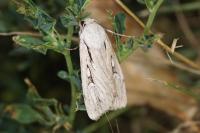 Dichagyris candelisequa