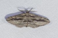 Ecleora solieraria