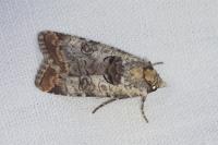 Epilecta linogrisea
