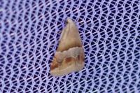 Eublemma parva