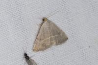 Eublemma polygramma