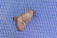 Haemerosia renalis