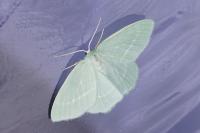 Hemistola chrysoprasaria