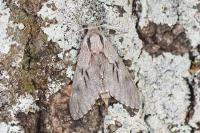 Hyloicus pinastri/maurorum