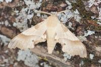 Marumba quercus