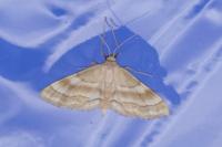 Idaea circuitaria