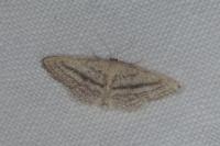 Idaea mediaria