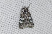 Lamprosticta culta