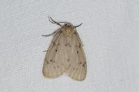 Paidia rica