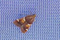 Pyralis regalis