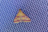 Pyrausta sanguinalis