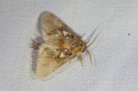 Spatalia argentina