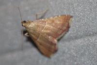 Endotricha flammealis