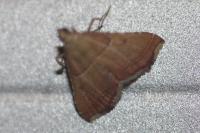 Endotricha flammealis