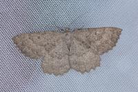 Gnophos furvata