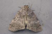 Ochropacha duplaris