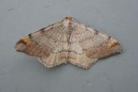 Macaria liturata