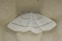 Cabera pusaria