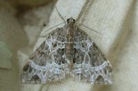 Ecliptopera silaceata