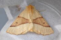 Crocallis elinguaria