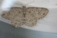 Ectropis crepuscularia