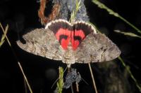 Catocala electa
