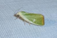 Earias clorana