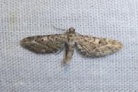 Eupithecia nanata