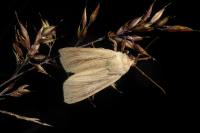 Mythimna impura