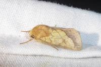 Pyrrhia umbra