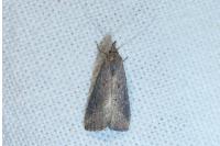 Schrankia costaestrigalis