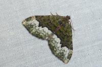 Euphyia biangulata