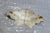 Macaria alternata