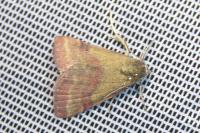 Phytometra viridaria
