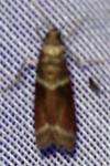 Cryptoblabes bistriga