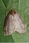 Ochropacha duplaris
