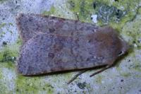 Spudaea ruticilla