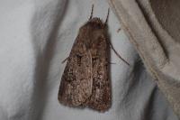 Agrotis