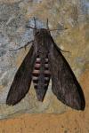 Agrius convolvuli